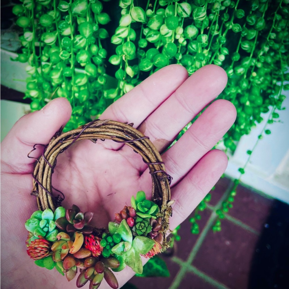 Mini Succulent Wreath Ornament Trimmed with Living Succulents 3 inch grapevine